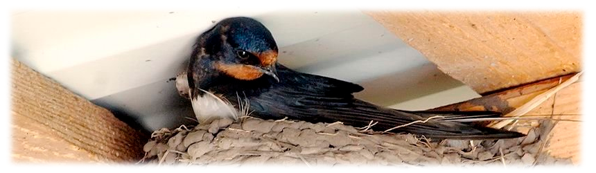 gadaniya-na-8-marta-2023-2